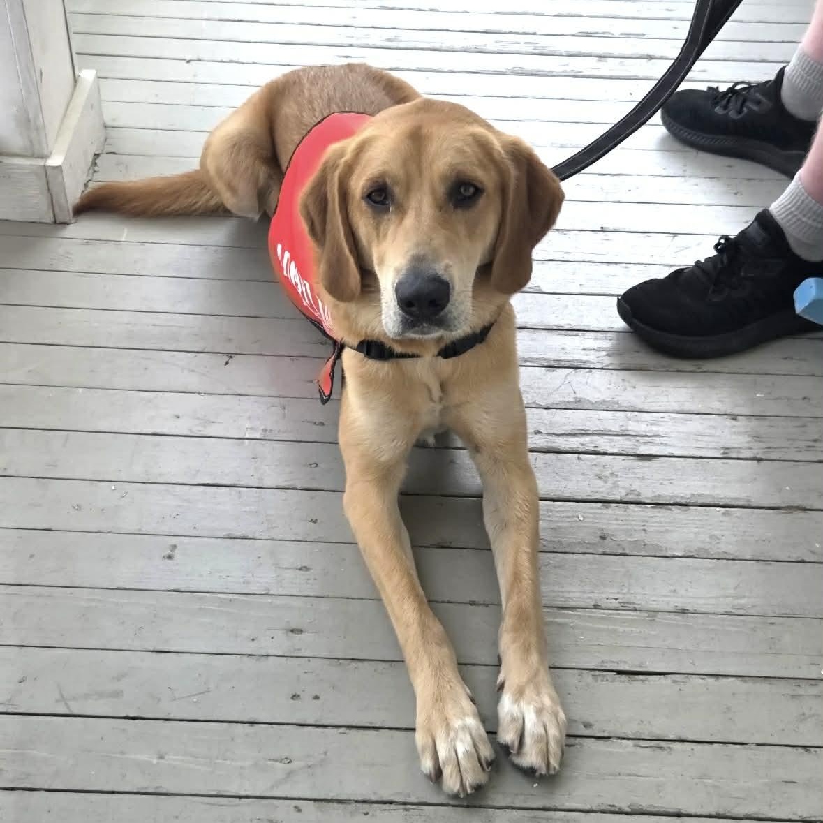 Ollie, ADOPTABLE, Young Male Labrador Retriever.