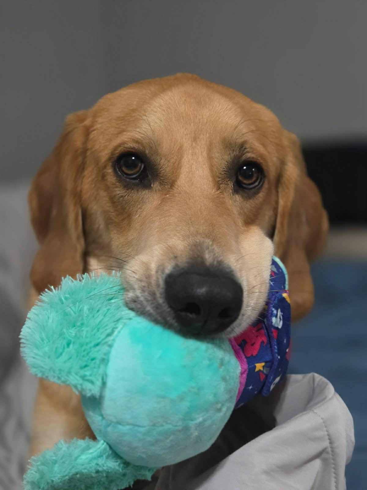 Enlarge Ollie, a ADOPTABLE mixed breed in Houston, TX image 3/4