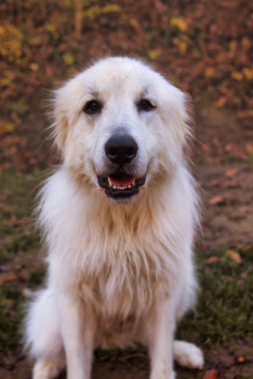 Enlarge Ellie Mae, a Adopted Great Pyrenees in Grafton, WV image 1/3