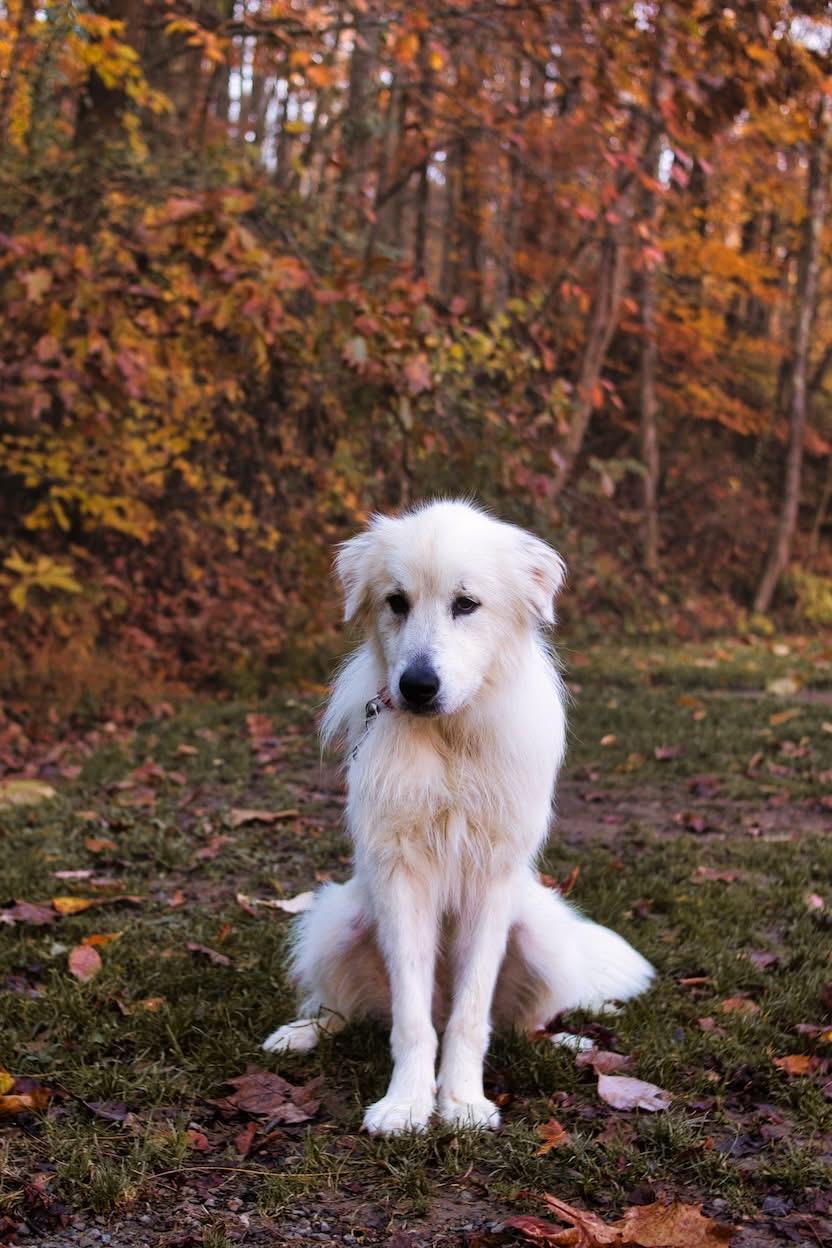 Enlarge Ellie Mae, a Adopted Great Pyrenees in Grafton, WV image 2/3