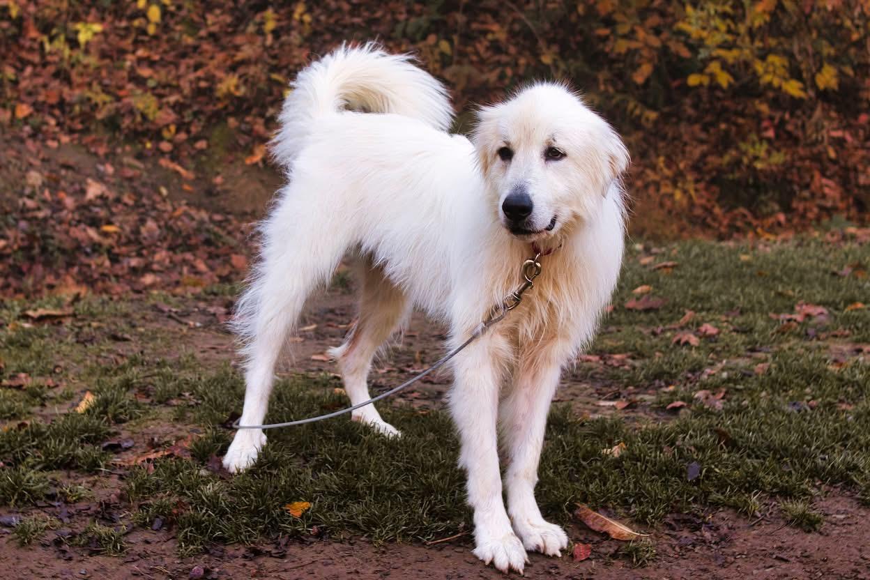 Ellie Mae, Adopted, Young Female Great Pyrenees.