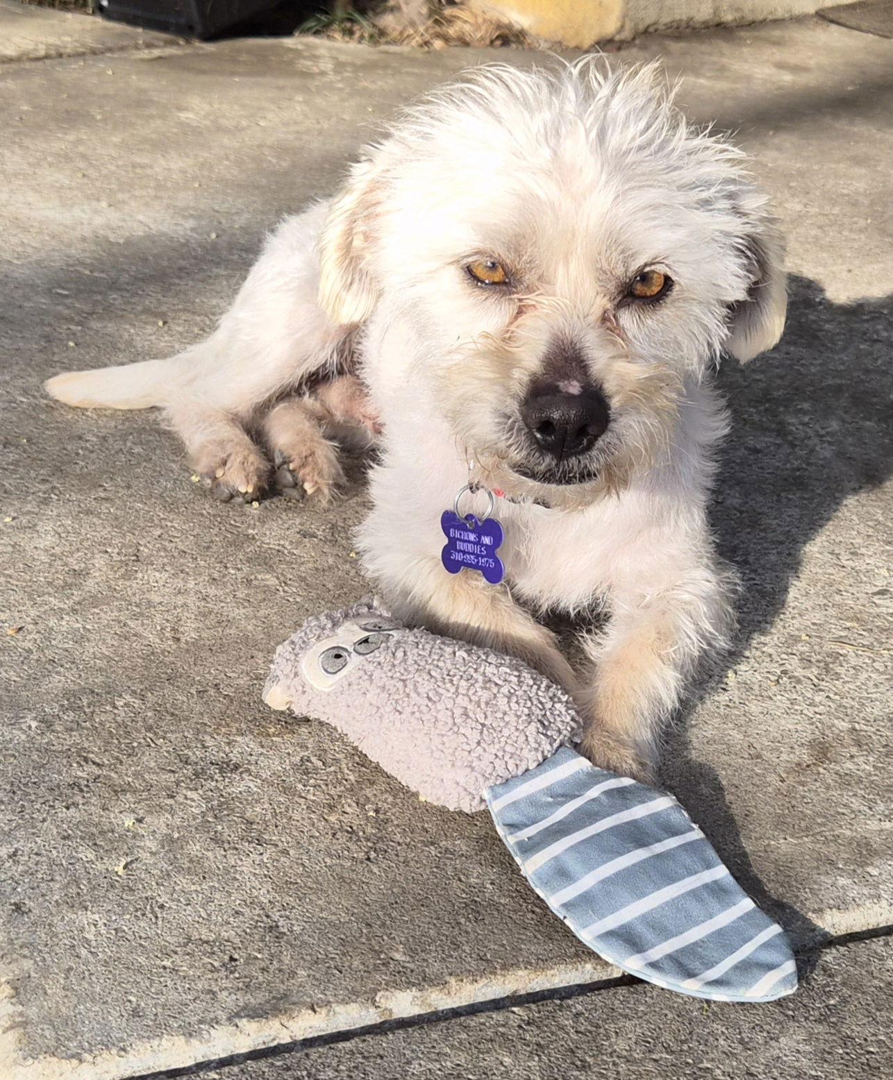 Enlarge Ernie, a Adoptable Terrier in Los Angeles, CA image 2/3