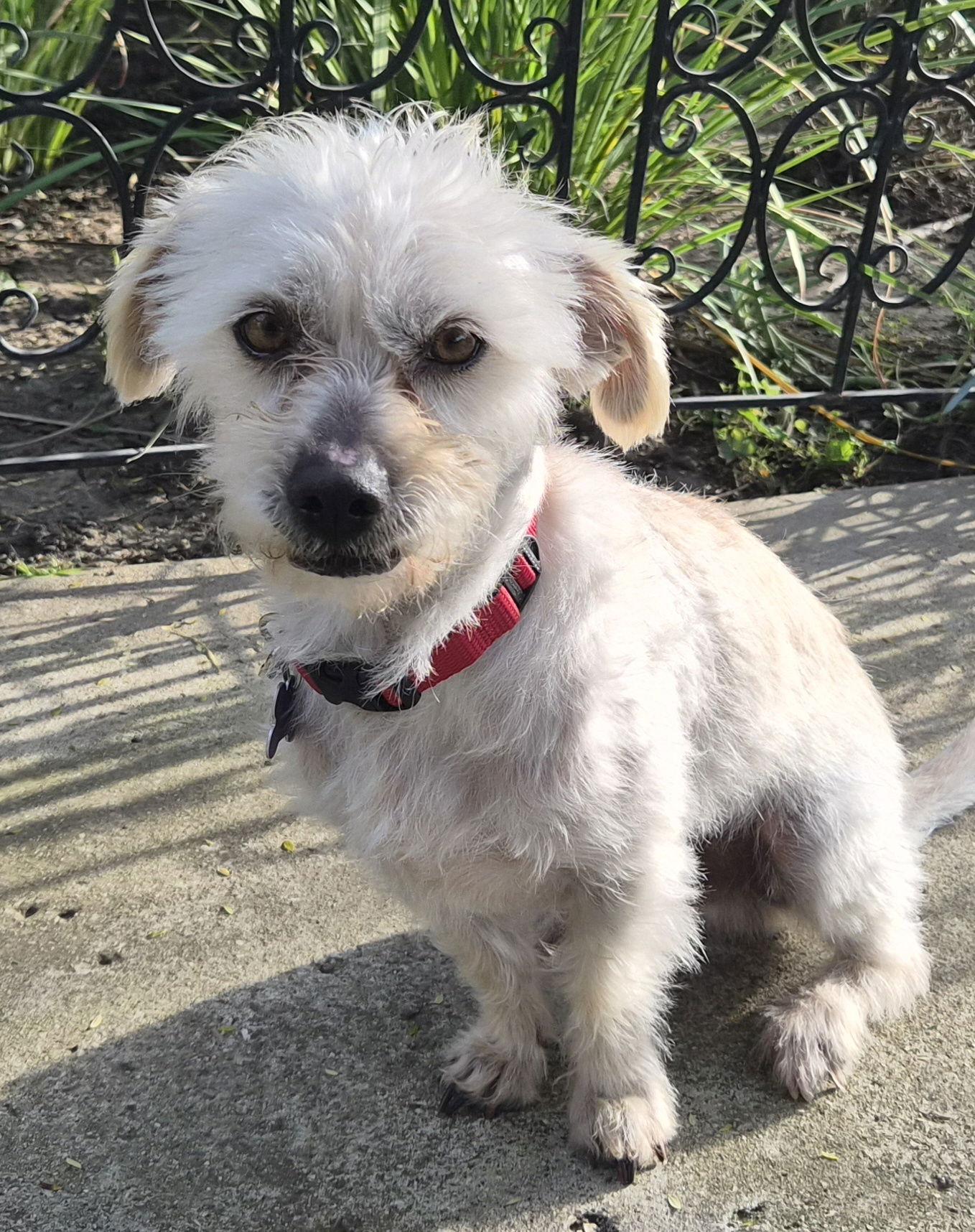 Enlarge Ernie, a Adoptable Terrier in Los Angeles, CA image 3/3