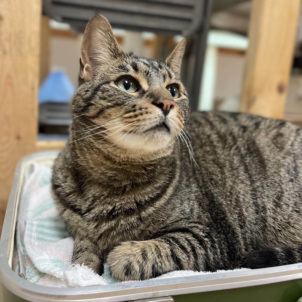 Miko, Adoptable, Adult Male Domestic Short Hair.