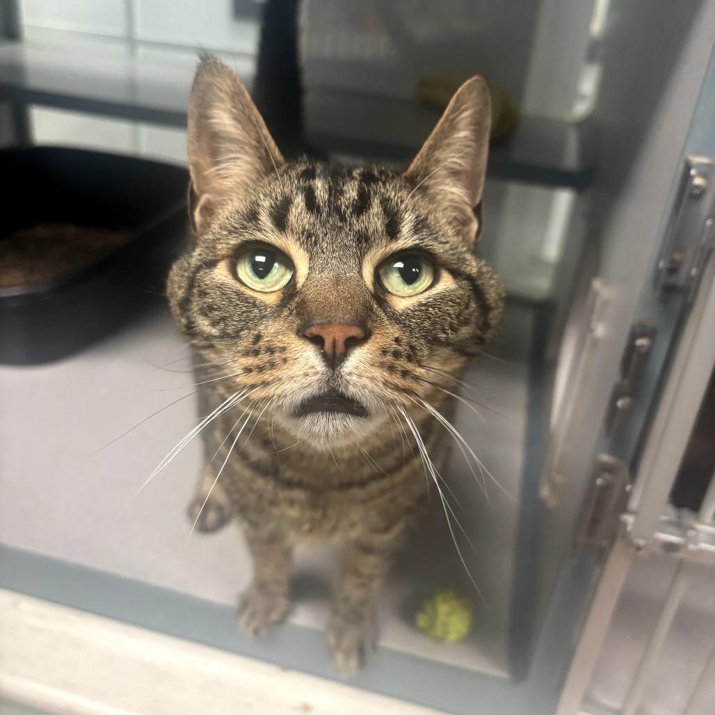 Enlarge Miko, a Adoptable Domestic Short Hair in Walden, NY image 2/3