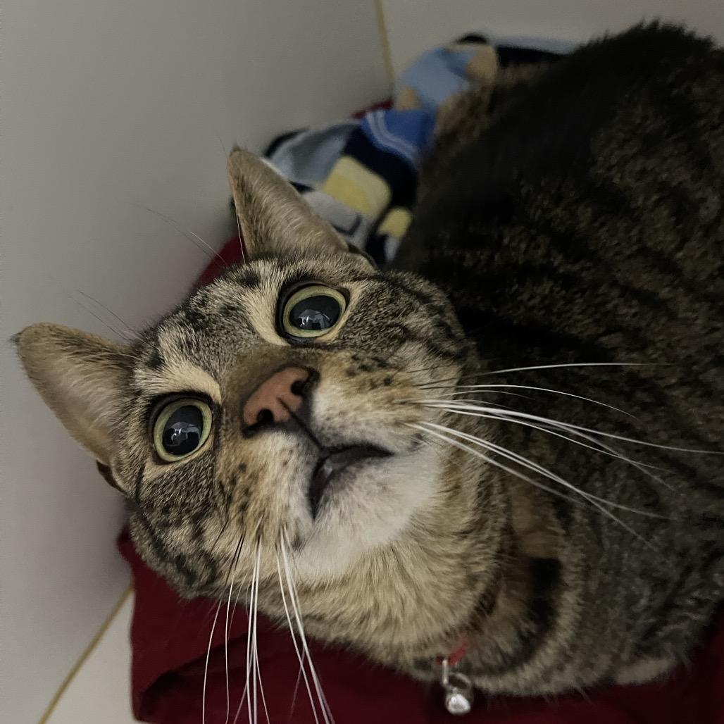 Enlarge Miko, a Adoptable Domestic Short Hair in Walden, NY image 3/3
