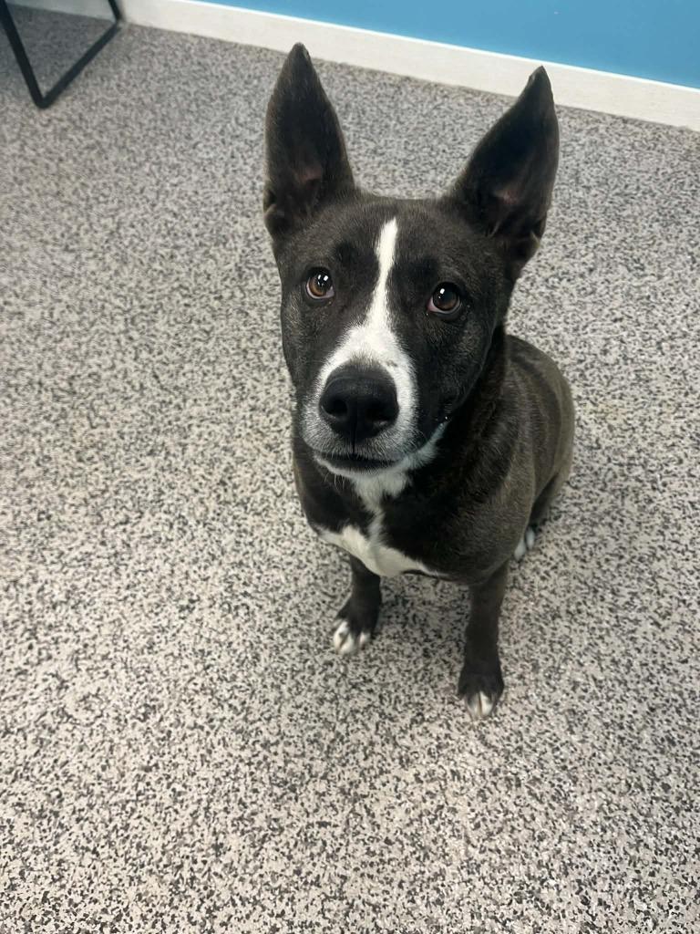 Enlarge Kona, a Adoptable mixed breed in Kendallville, IN image 2/4