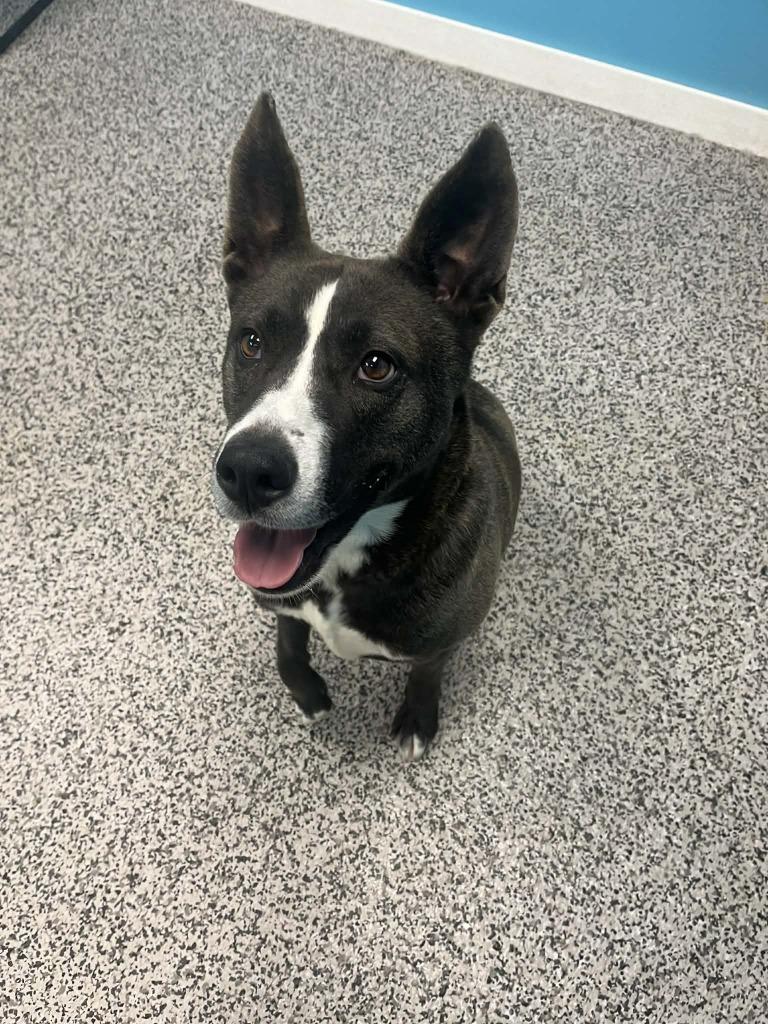 Enlarge Kona, a Adoptable mixed breed in Kendallville, IN image 3/4