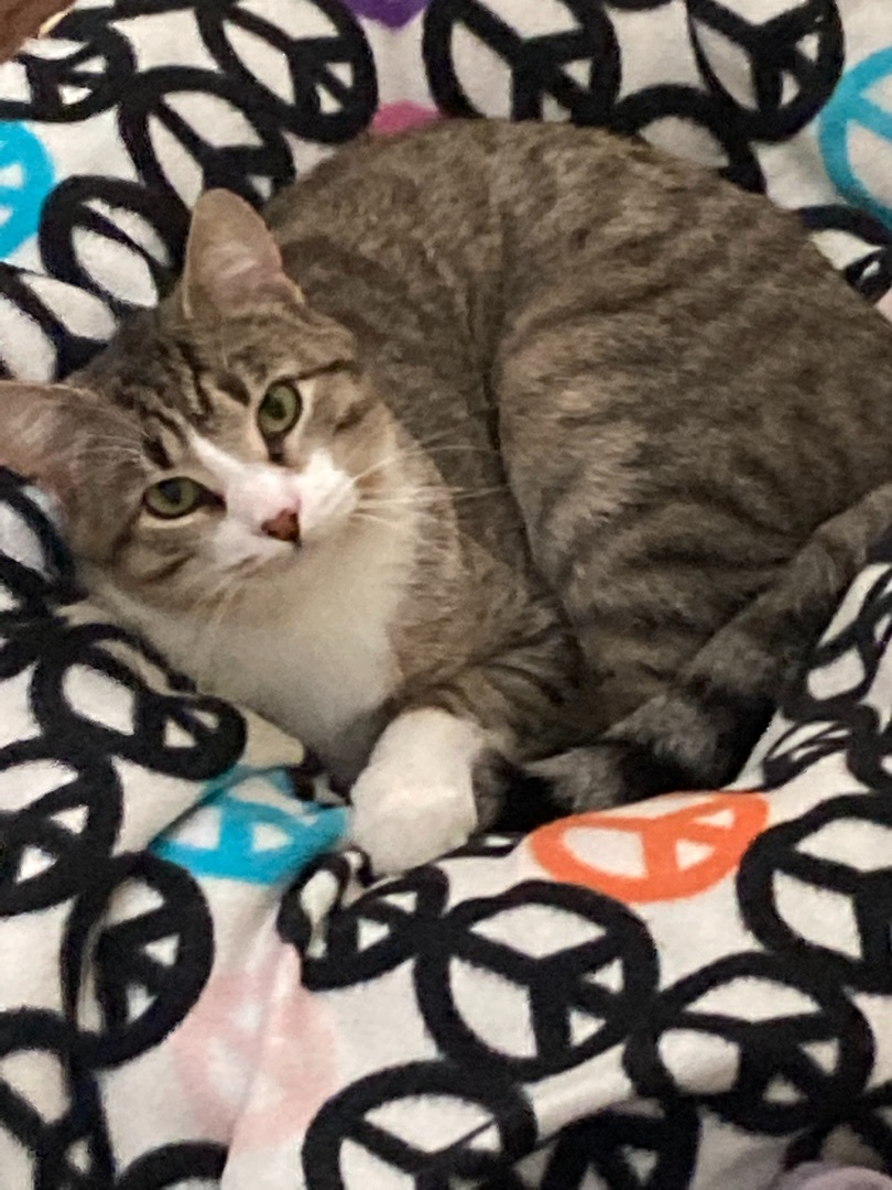 Enlarge Scooter, a Adoptable Domestic Short Hair in Belleville, NJ image 1/2