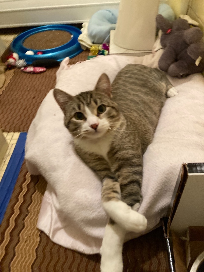 Enlarge Scooter, a Adoptable Domestic Short Hair in Belleville, NJ image 2/2