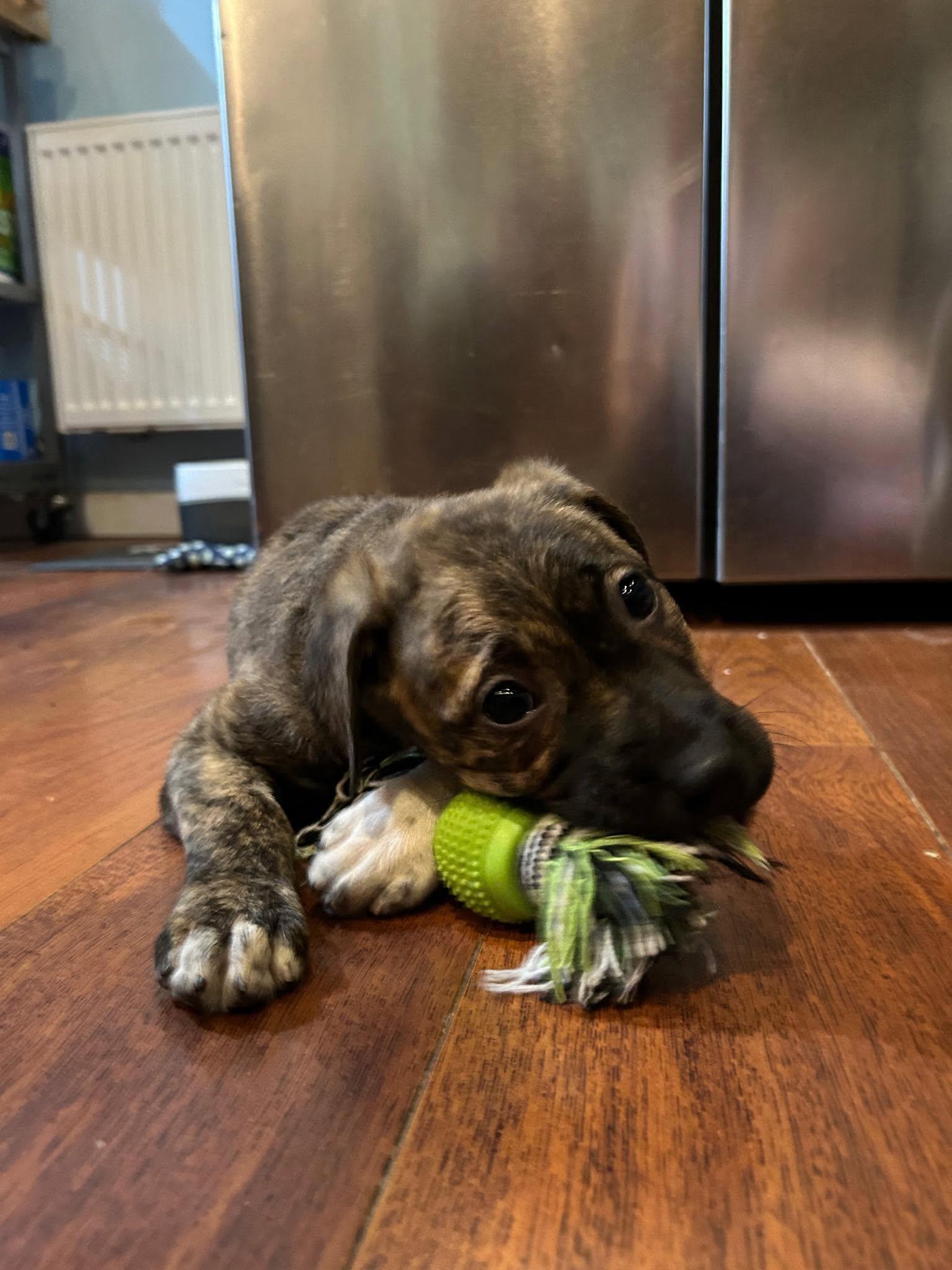 Enlarge Olive aka Ollie, an adopted mixed breed in Riverdale, NJ image 1/5
