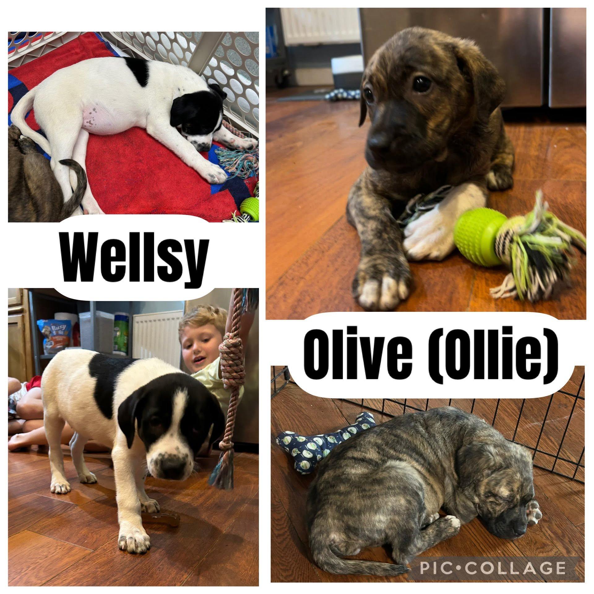 Enlarge Olive aka Ollie, an adopted mixed breed in Riverdale, NJ image 3/5