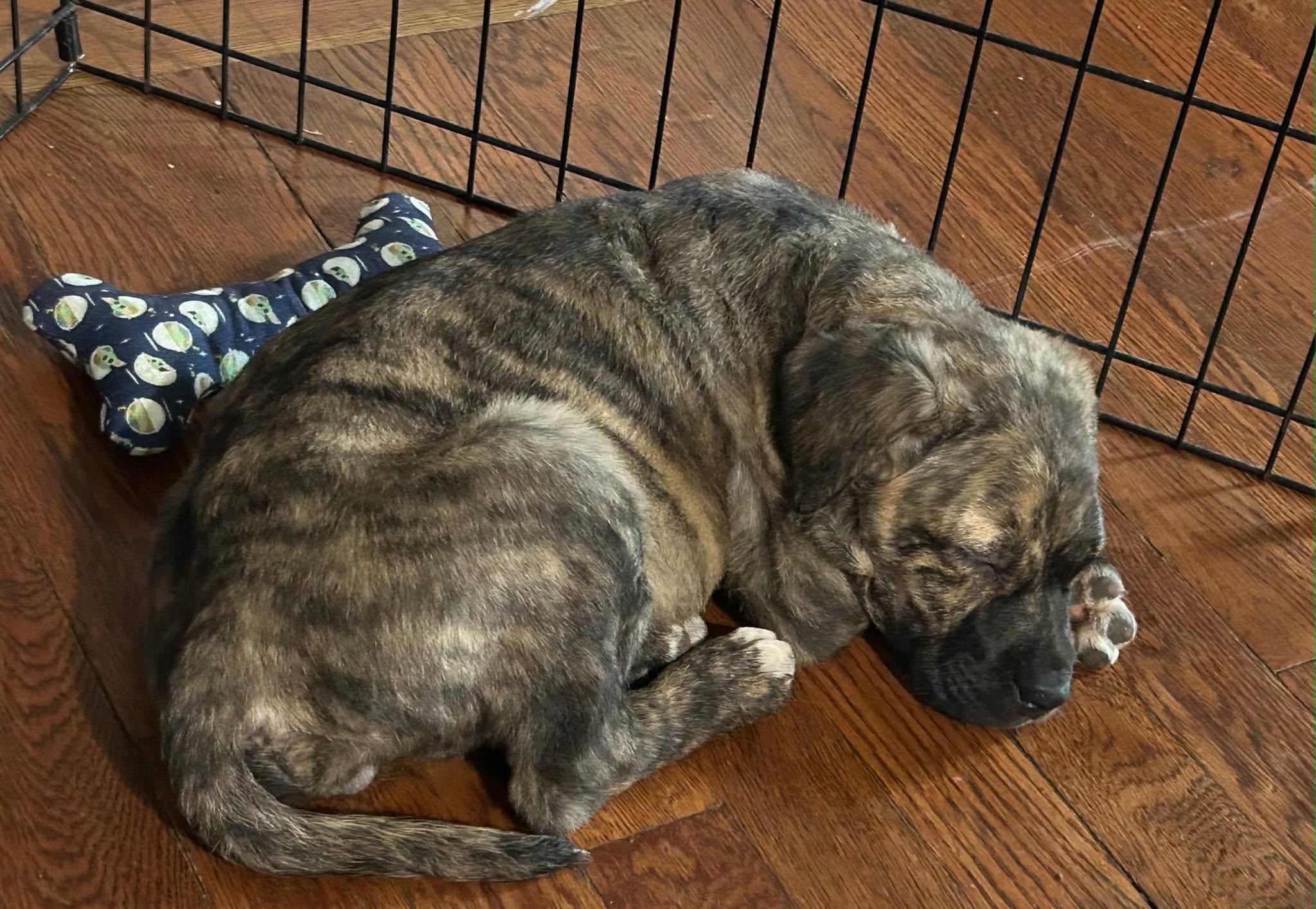 Enlarge Olive aka Ollie, an adopted mixed breed in Riverdale, NJ image 4/5
