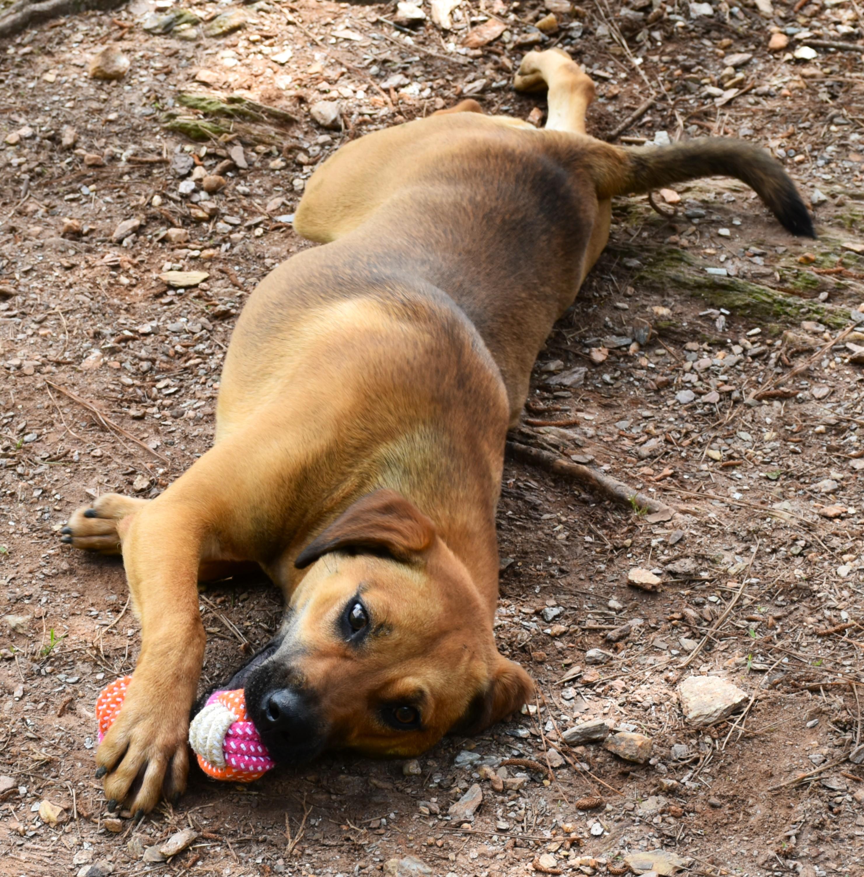 Enlarge Honey, a Adoptable mixed breed in Wedowee, AL image 4/6