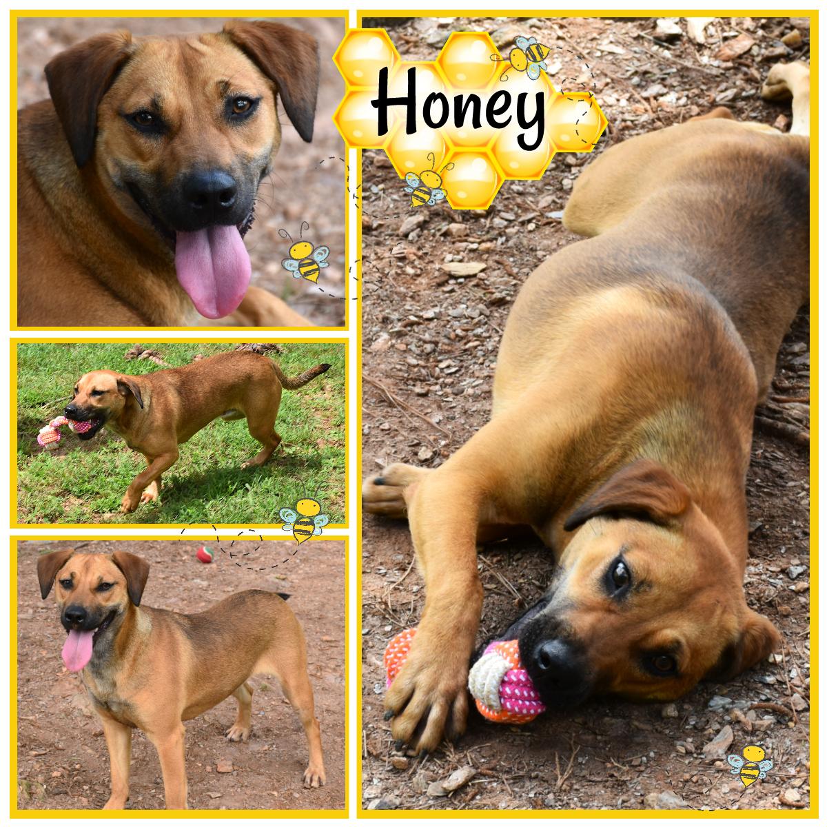 Honey, Young Female Labrador Retriever