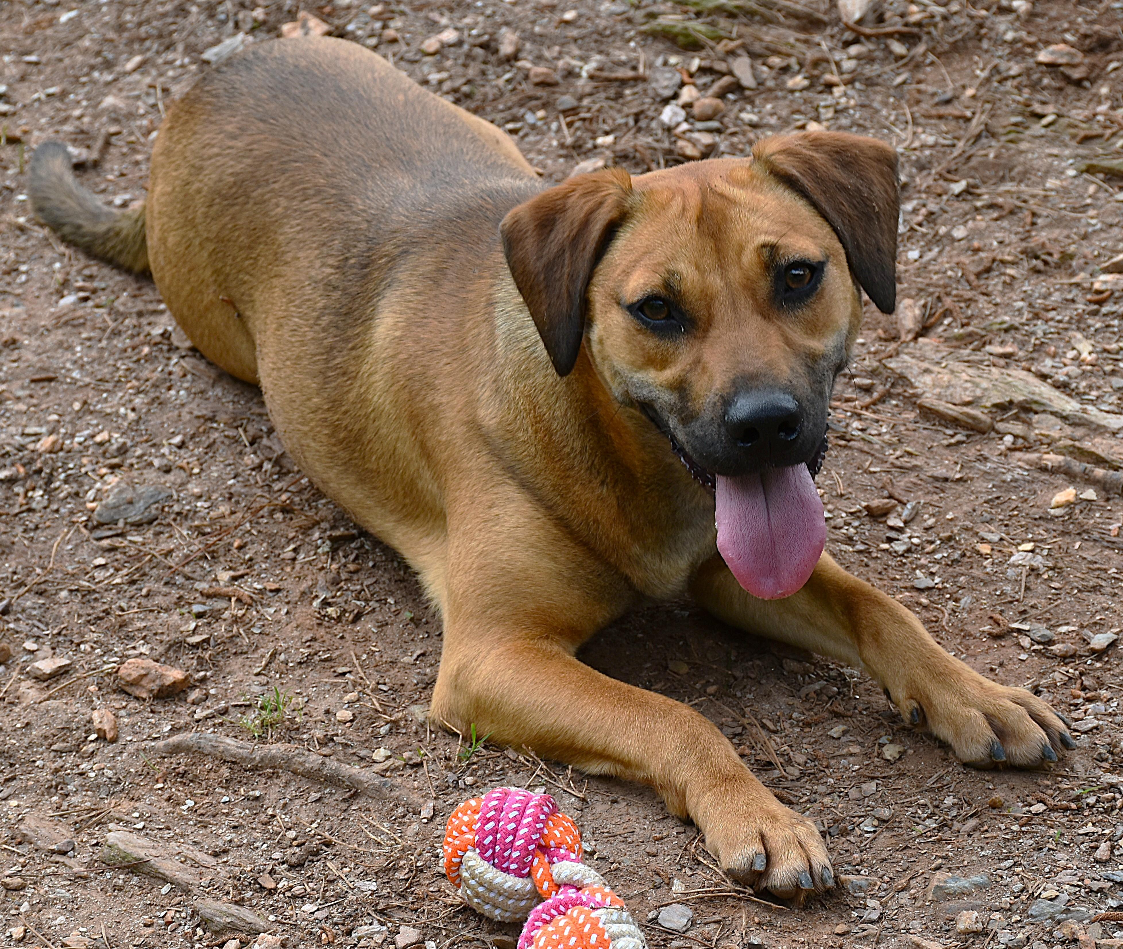 Enlarge Honey, a Adoptable mixed breed in Wedowee, AL image 6/6