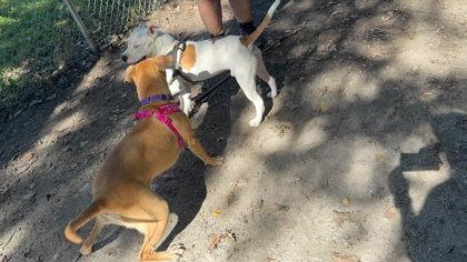 Baby, Adoptable, Adult Female Mixed Breed & Mixed Breed.