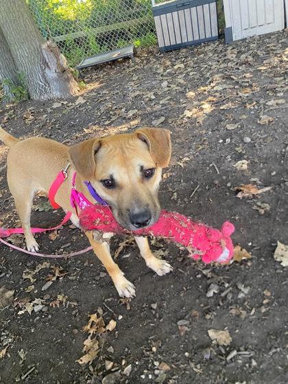 Enlarge Baby, a Adoptable mixed breed in Hobart, IN image 3/3