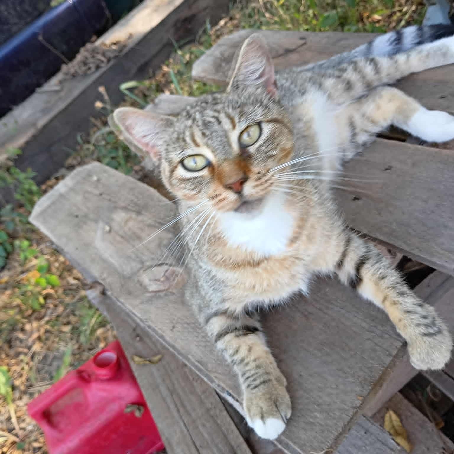 Enlarge Keke, an adopted Domestic Short Hair in Mission, KS image 1/1