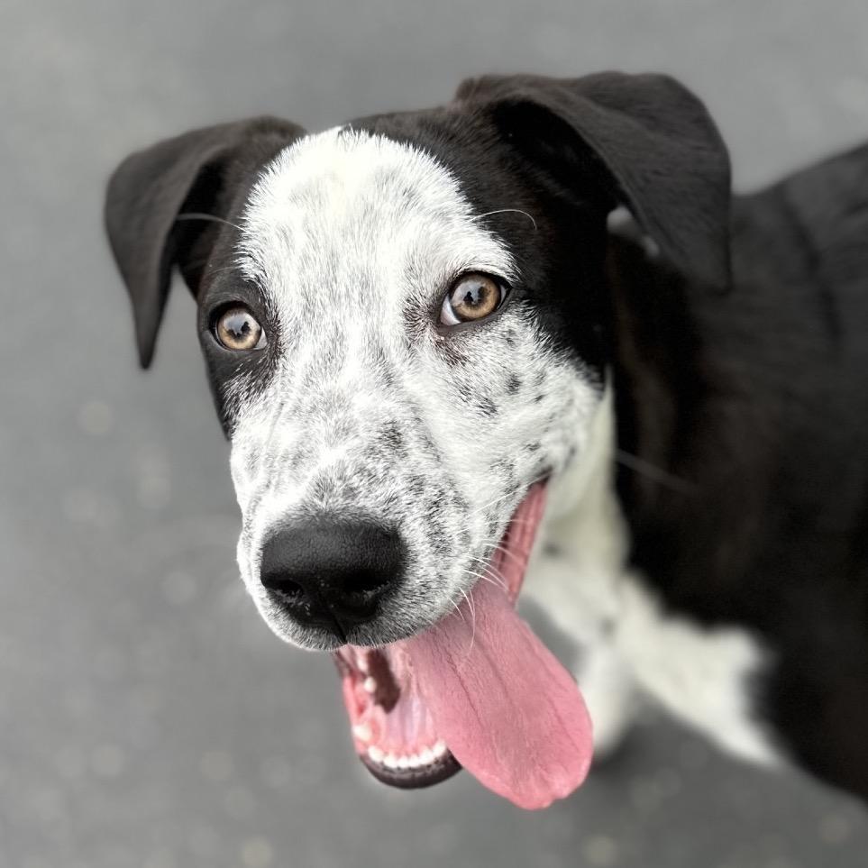 Masa (puppy) - ECAS, Adoptable, Puppy Male Mixed Breed & Mixed Breed.