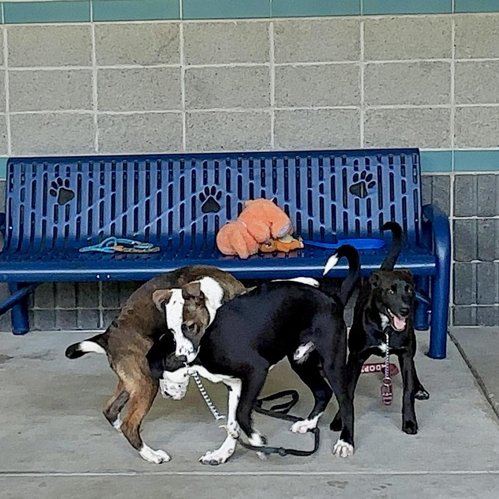 Enlarge Masa (puppy) - ECAS, a Adoptable mixed breed in Pleasanton, CA image 2/6