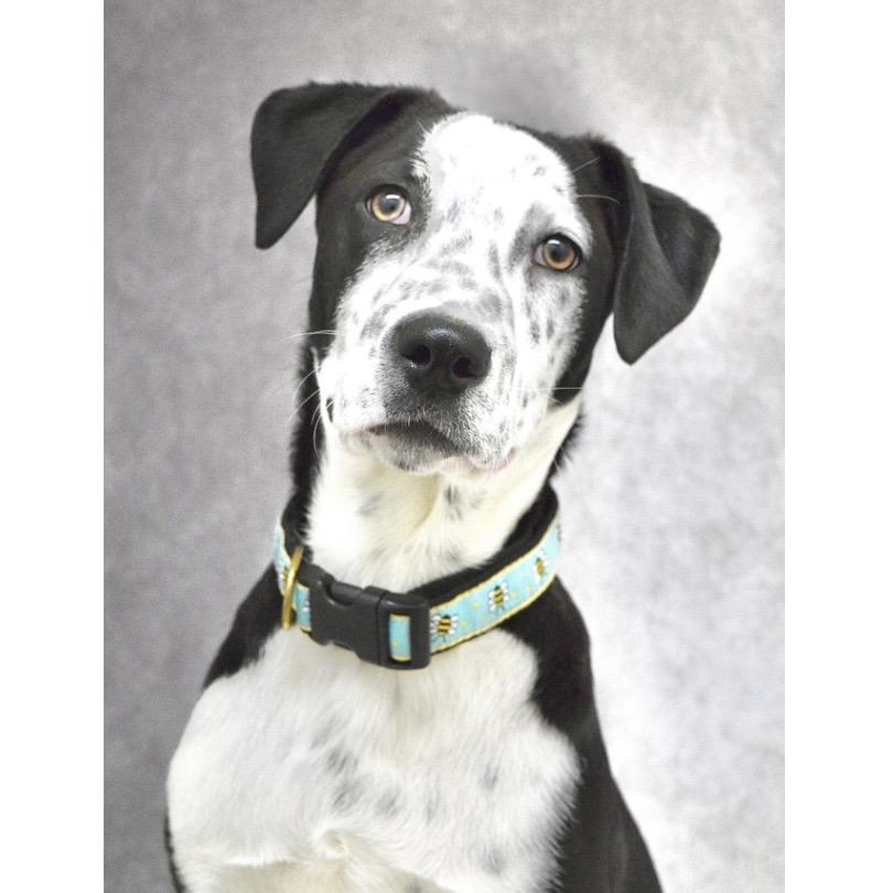 Enlarge Masa (puppy) - ECAS, a Adoptable mixed breed in Pleasanton, CA image 3/6