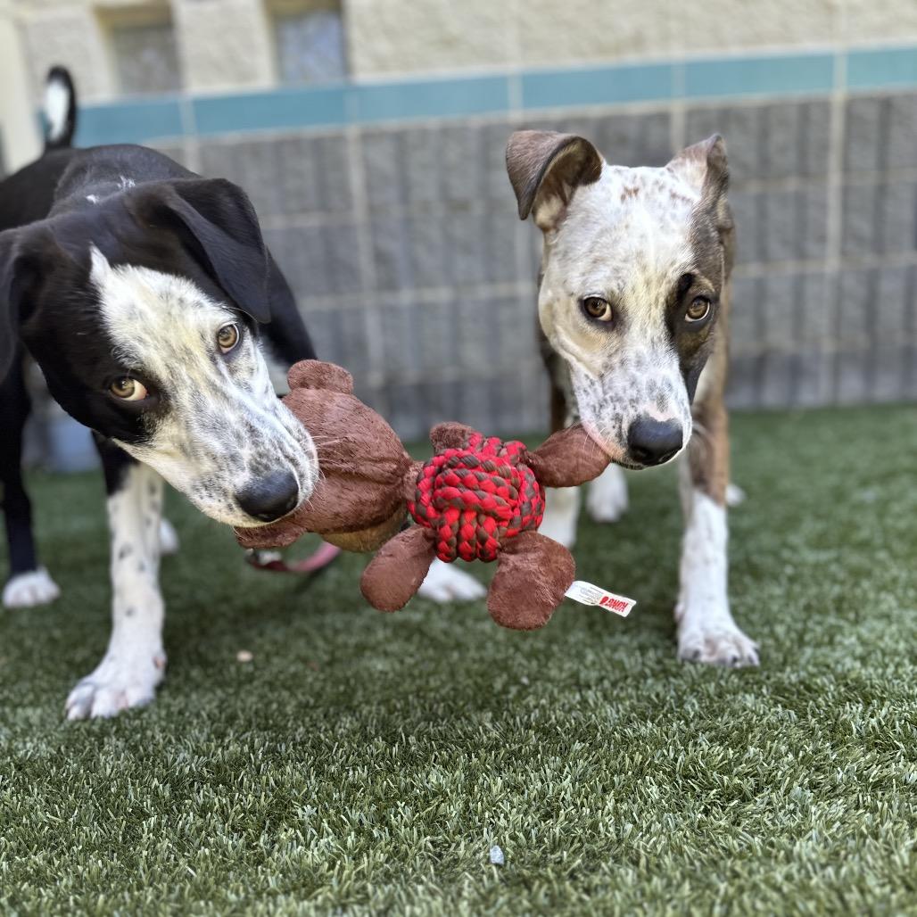 Enlarge Masa (puppy) - ECAS, a Adoptable mixed breed in Pleasanton, CA image 4/6