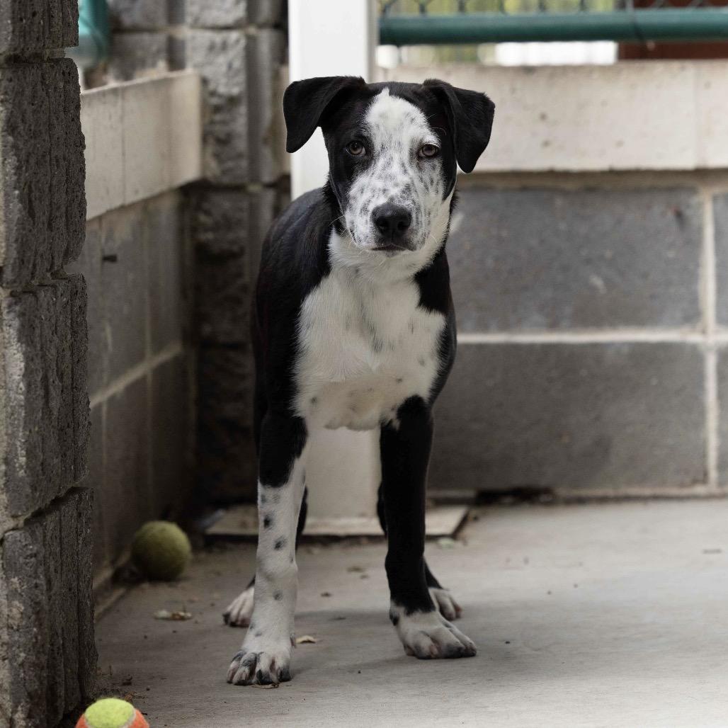 Enlarge Masa (puppy) - ECAS, a Adoptable mixed breed in Pleasanton, CA image 5/6