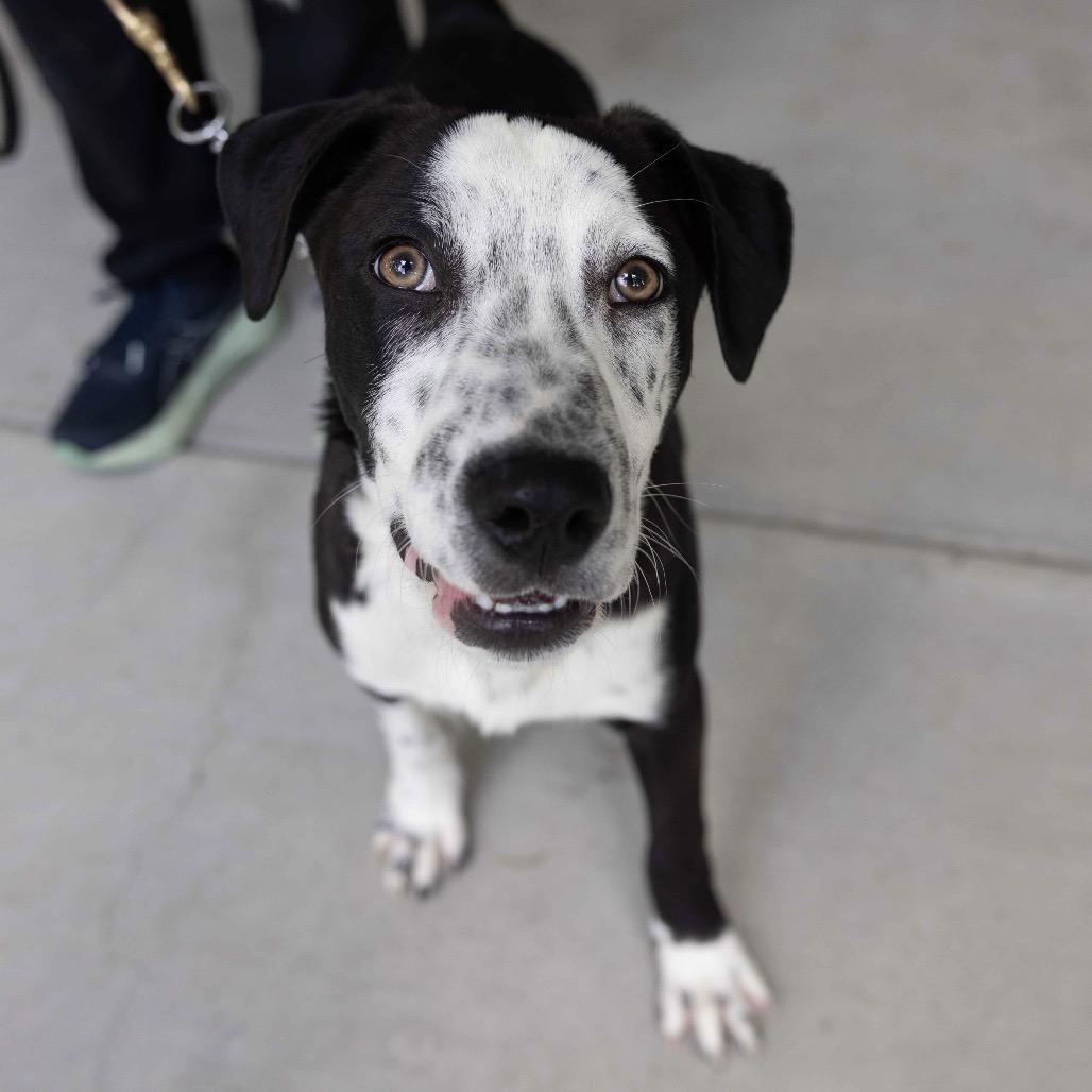 Enlarge Masa (puppy) - ECAS, a Adoptable mixed breed in Pleasanton, CA image 6/6