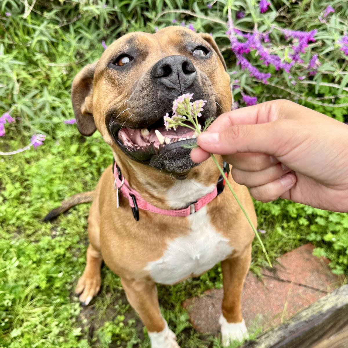Enlarge Cheesecake, a Adoptable Pit Bull Terrier in Oakland, CA image 1/3