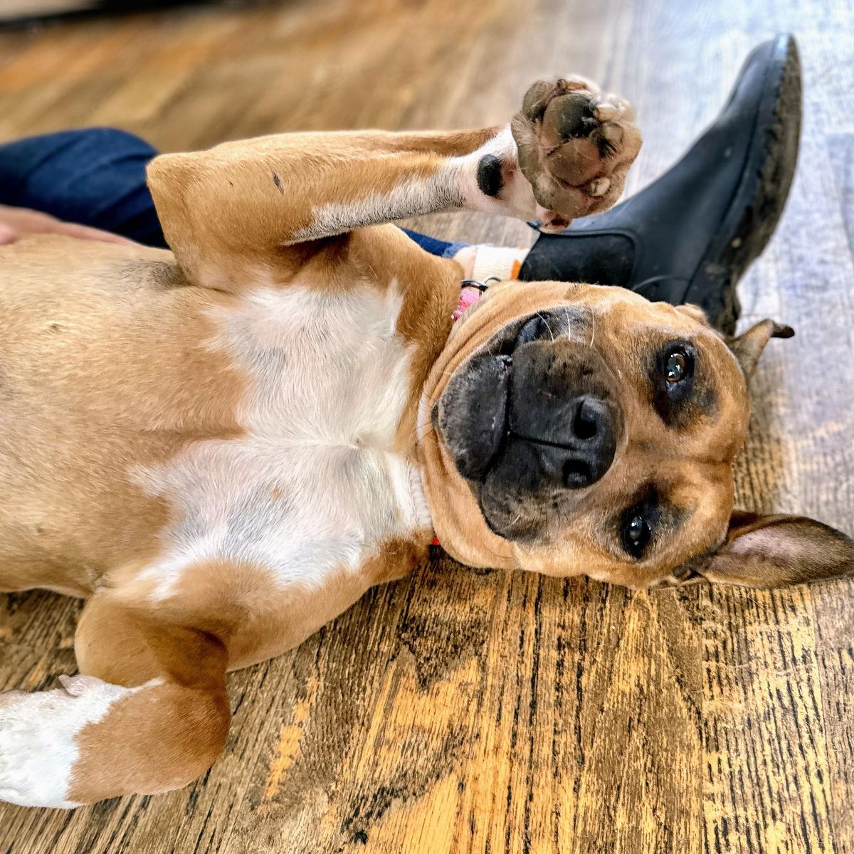 Enlarge Cheesecake, a Adoptable Pit Bull Terrier in Oakland, CA image 2/3