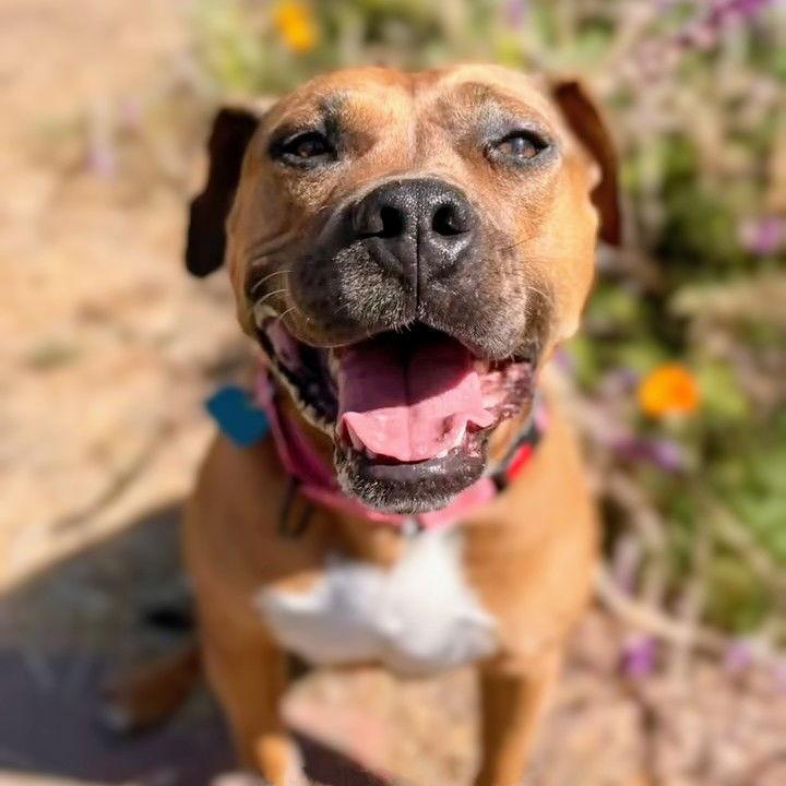 Enlarge Cheesecake, a Adoptable Pit Bull Terrier in Oakland, CA image 3/3