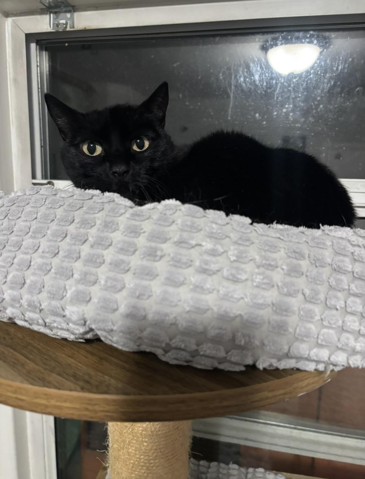 Enlarge Tigerlily, a ADOPTABLE Domestic Short Hair in Redwood City, CA image 3/4