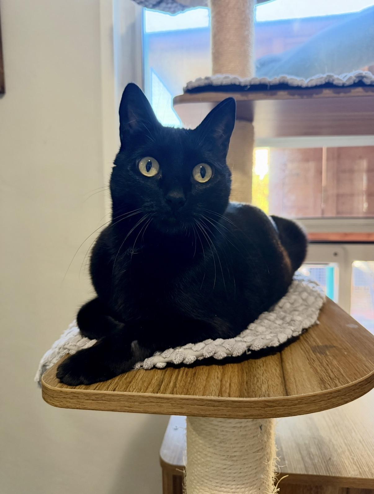 Enlarge Lily, a Adoptable Domestic Short Hair in Redwood City, CA image 4/6