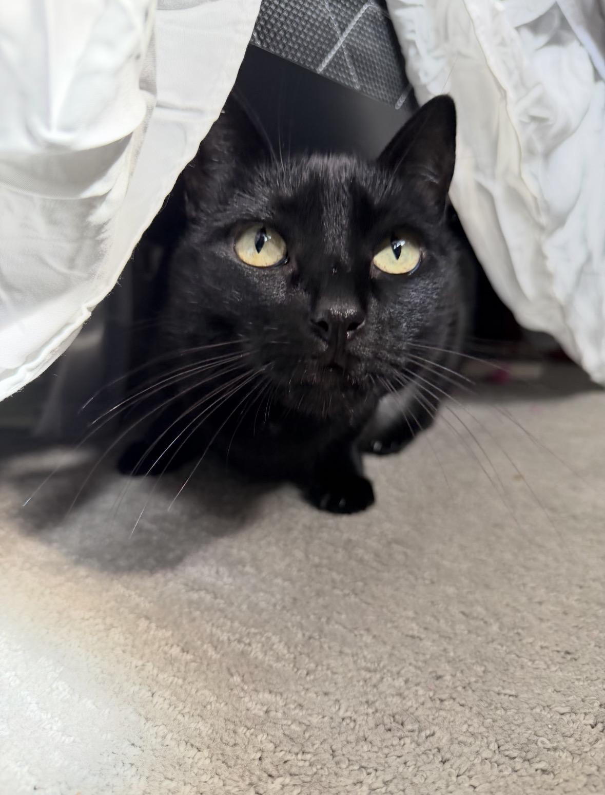 Enlarge Tigerlily, a ADOPTABLE Domestic Short Hair in Redwood City, CA image 2/4