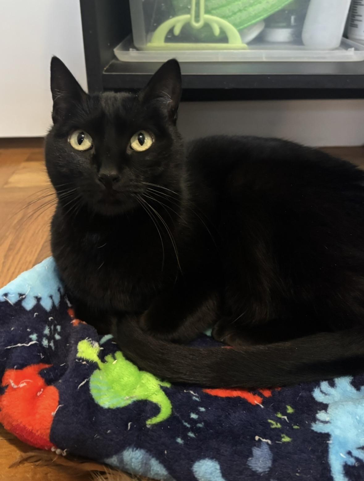 Enlarge Tigerlily, a ADOPTABLE Domestic Short Hair in Redwood City, CA image 4/4