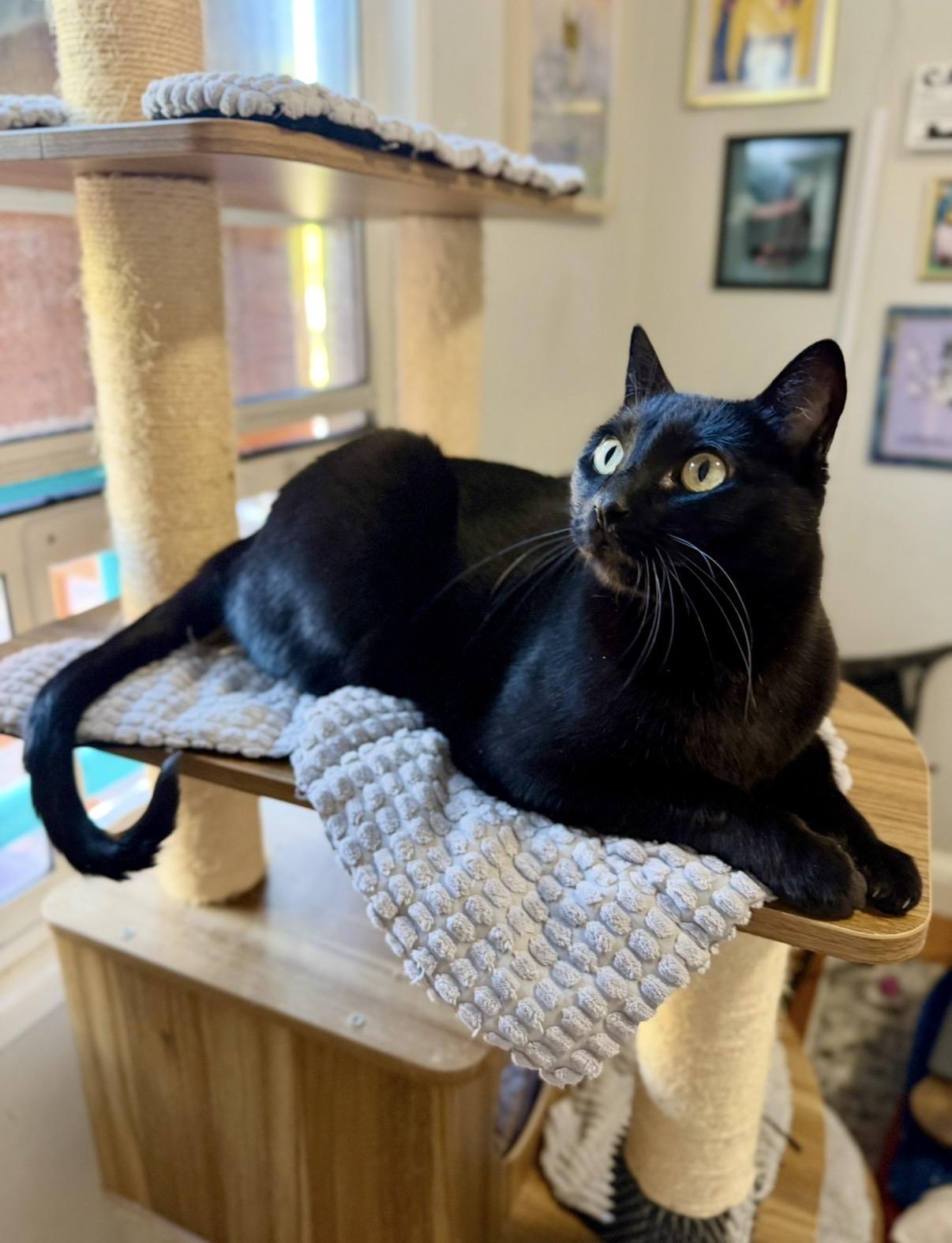 Enlarge Lily, a Adoptable Domestic Short Hair in Redwood City, CA image 5/6