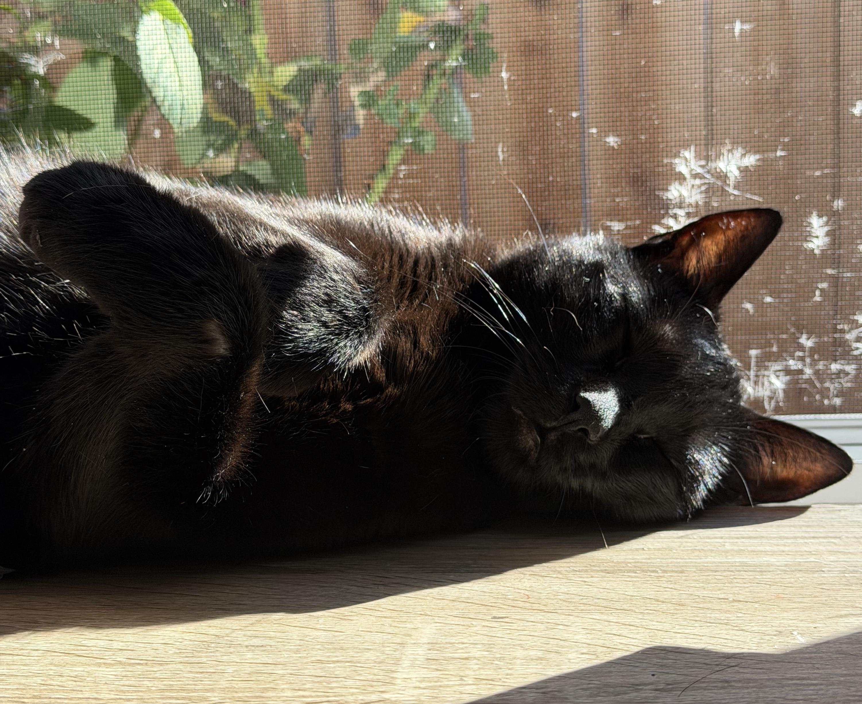Enlarge Lily, a Adoptable Domestic Short Hair in Redwood City, CA image 6/6