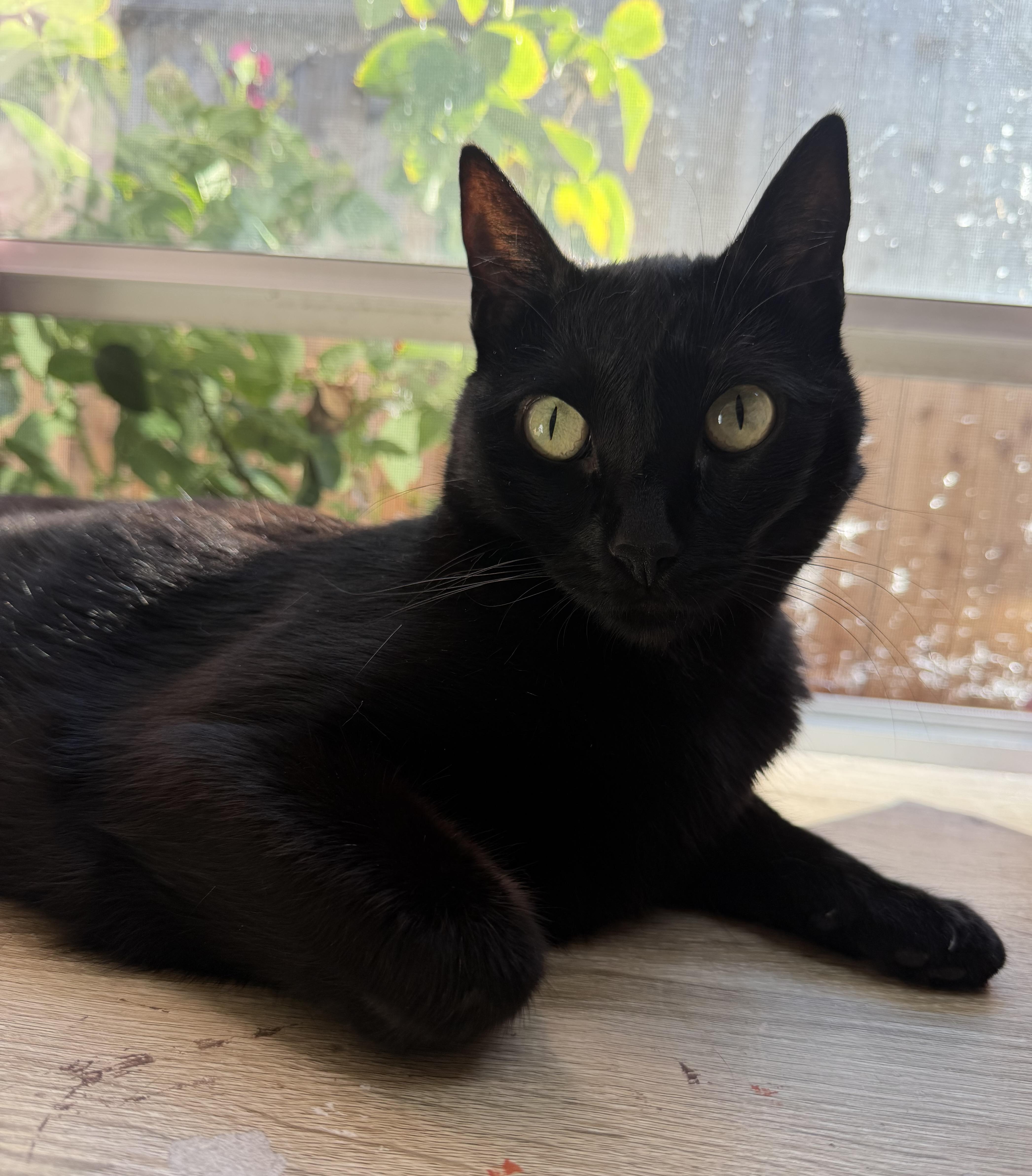 Enlarge Lily, a Adoptable Domestic Short Hair in Redwood City, CA image 1/6