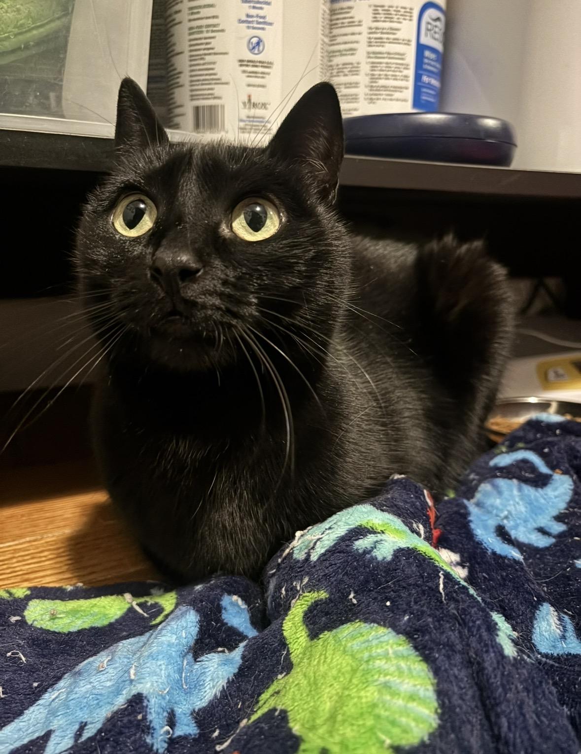 Tigerlily, ADOPTABLE, Adult Female Domestic Short Hair.