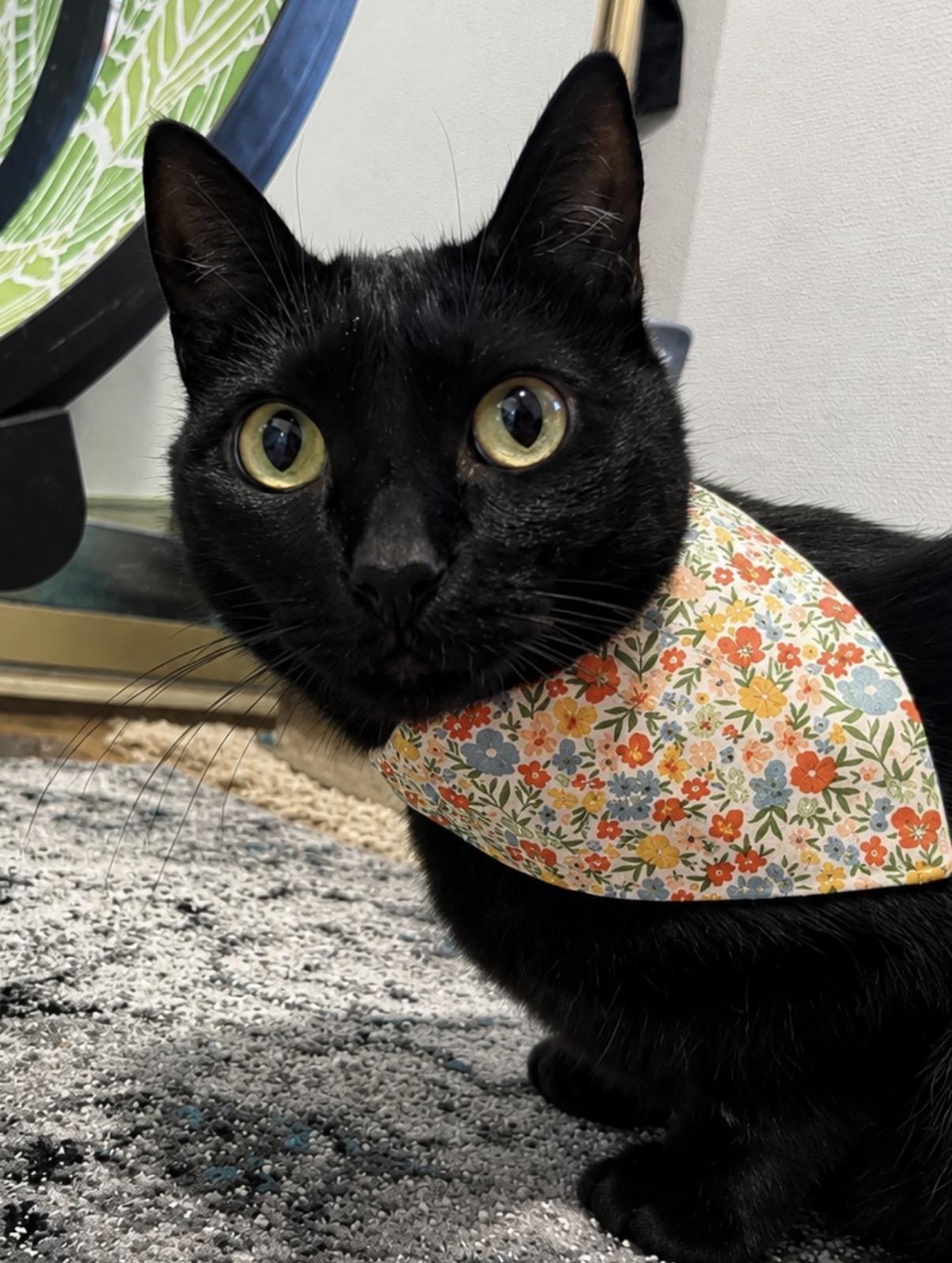 Enlarge Lily, a Adoptable Domestic Short Hair in Redwood City, CA image 2/6