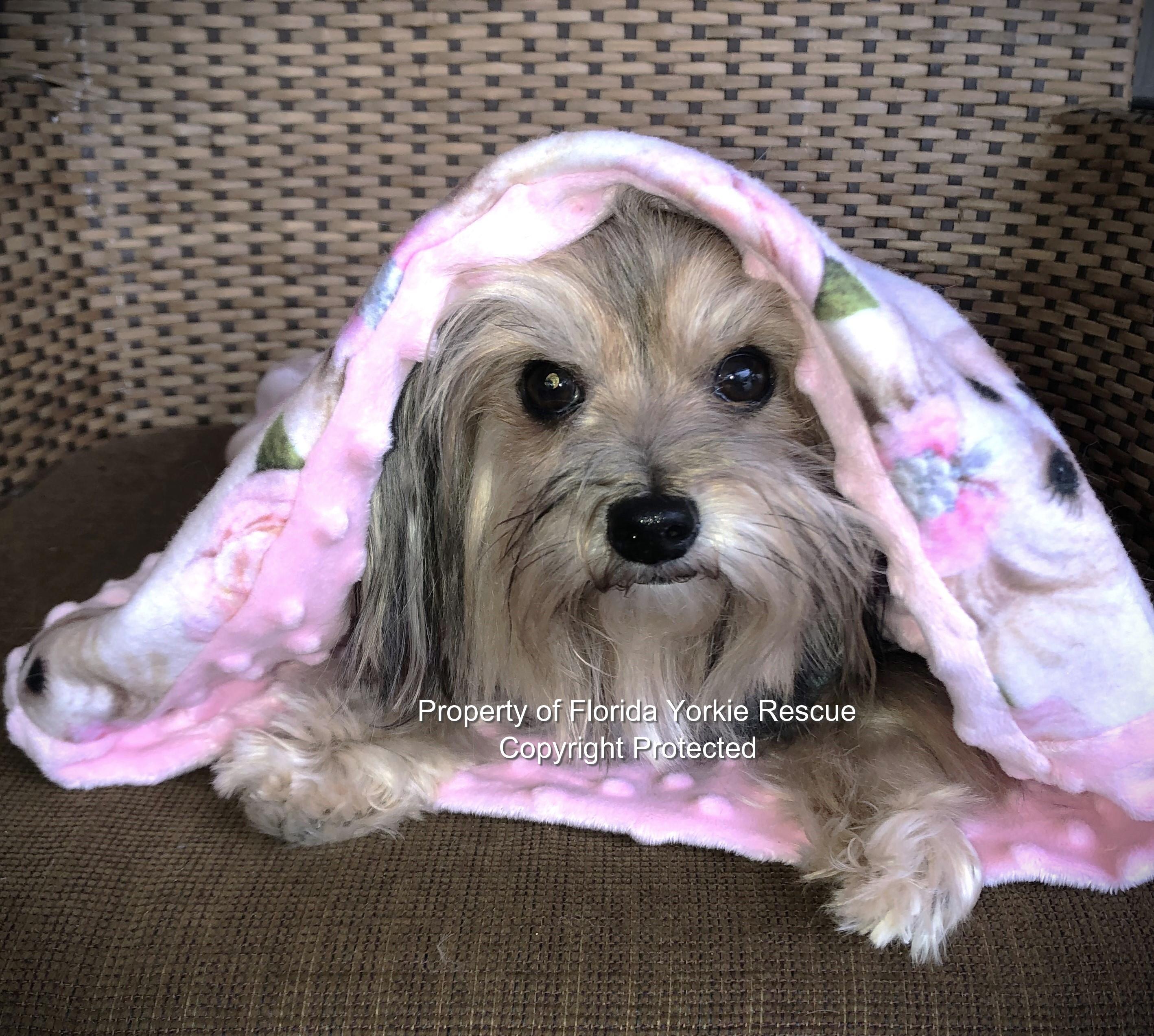 Enlarge Khloe, an adopted Yorkshire Terrier in Palm City, FL image 2/3