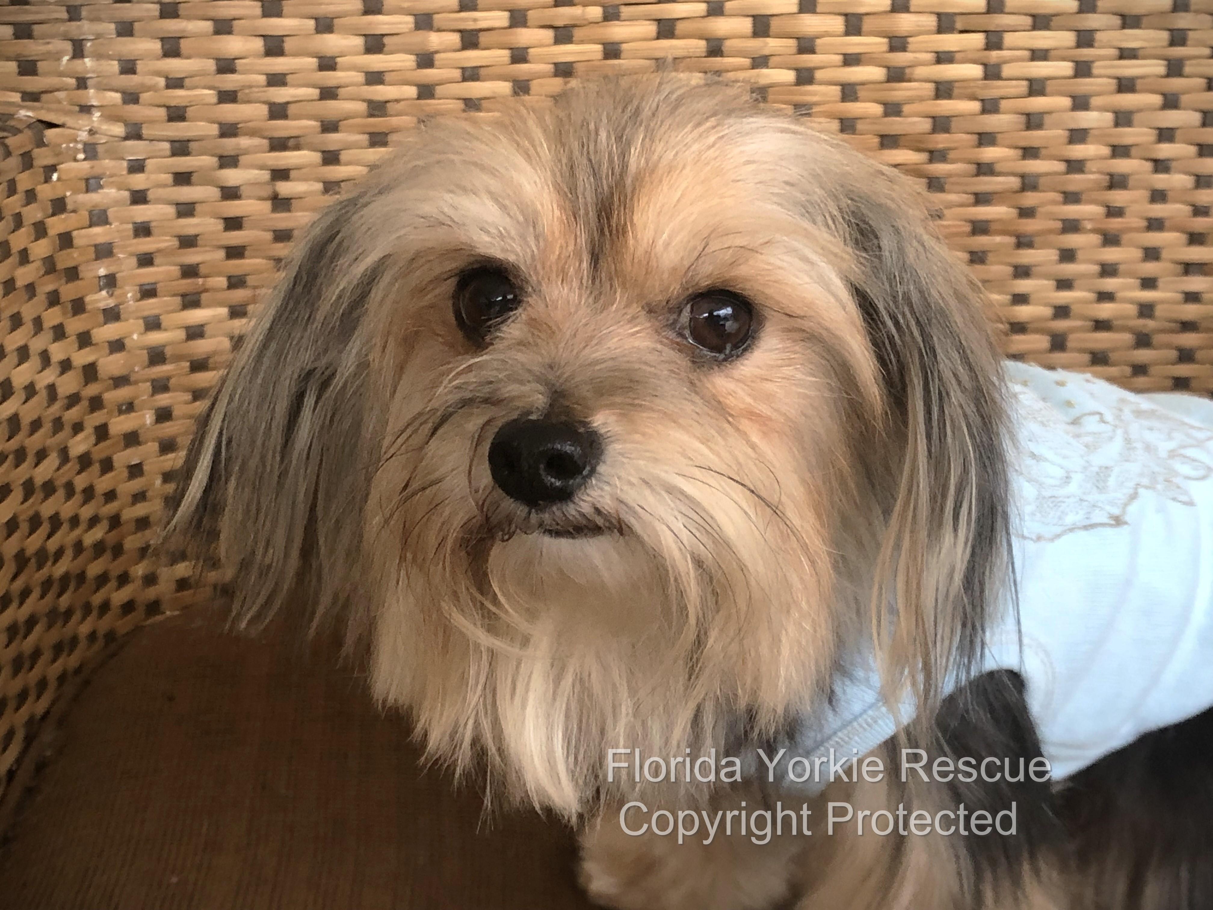 Enlarge Khloe, an adopted Yorkshire Terrier in Palm City, FL image 3/3