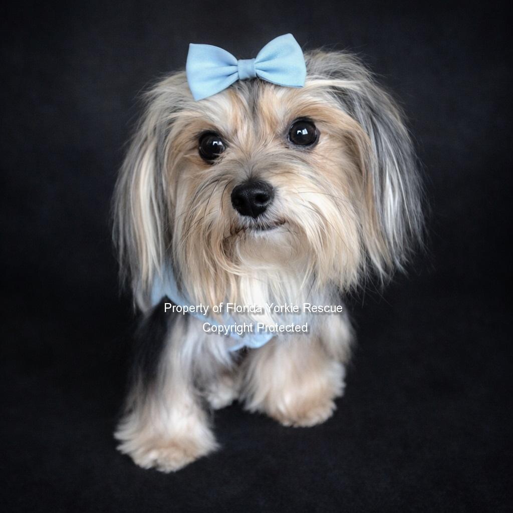 Enlarge Khloe, an adopted Yorkshire Terrier in Palm City, FL image 1/3