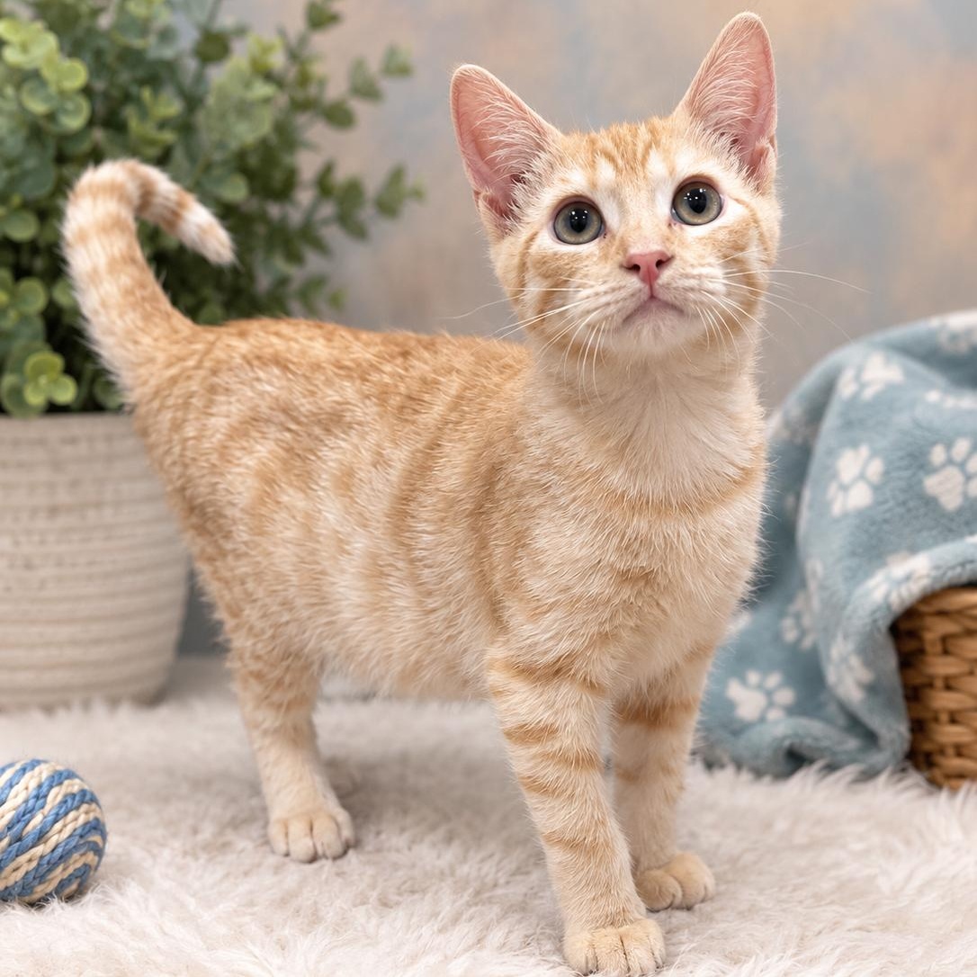 Gary, Adoptable, Kitten Male Domestic Short Hair.