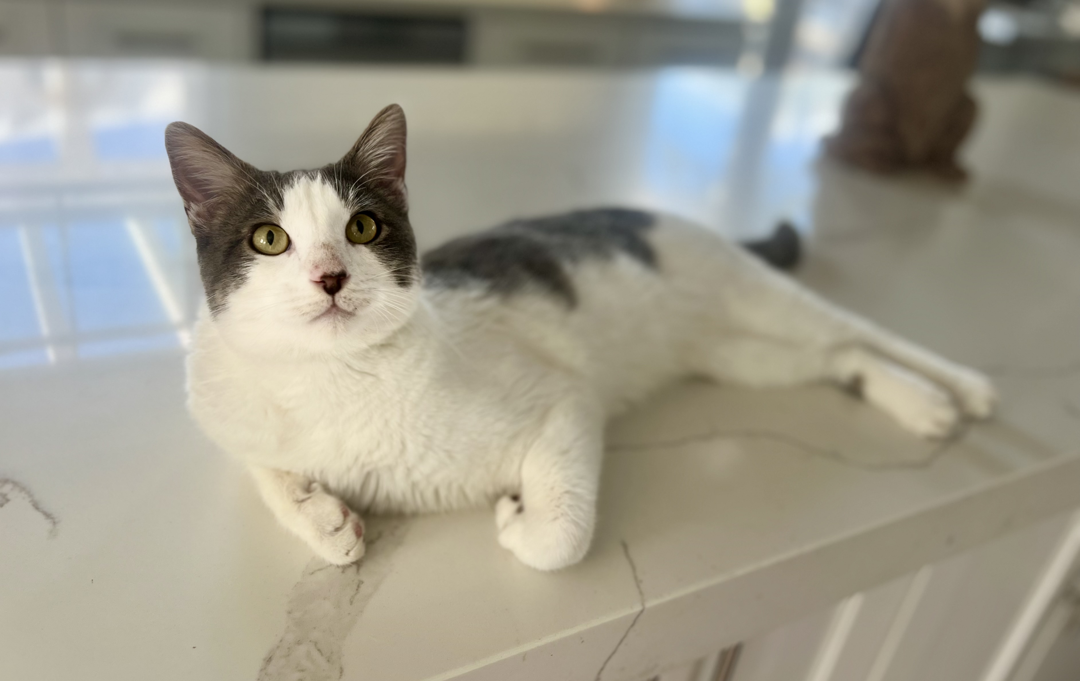 Milo, a Adoptable Domestic Short Hair in Garden Grove, CA image 1/6