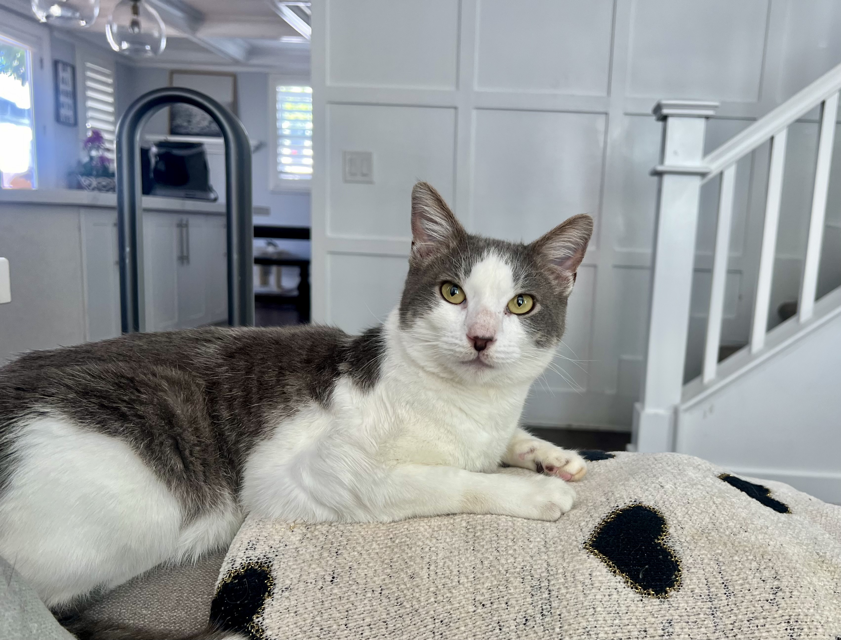 Milo, a Adoptable Domestic Short Hair in Garden Grove, CA image 2/6