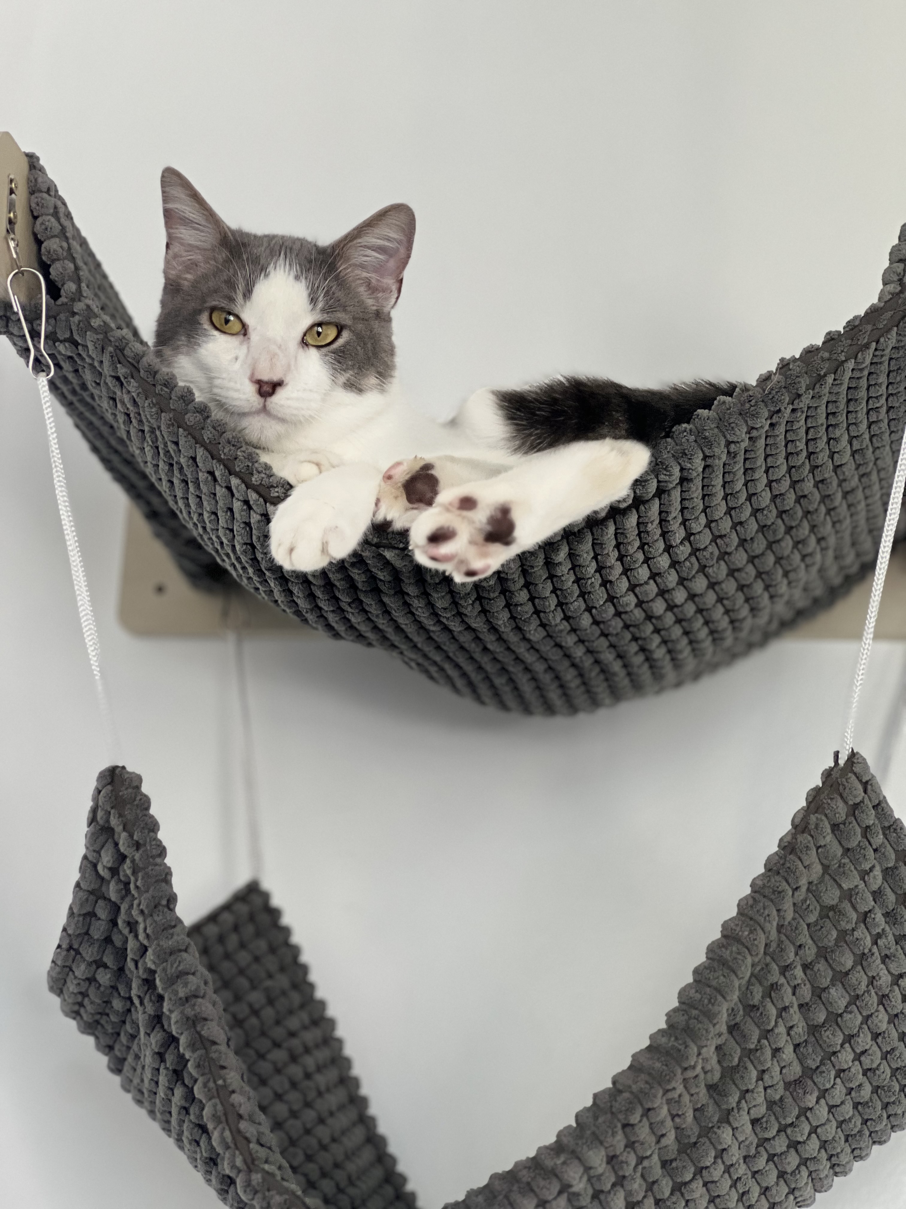 Milo, a Adoptable Domestic Short Hair in Garden Grove, CA image 3/6