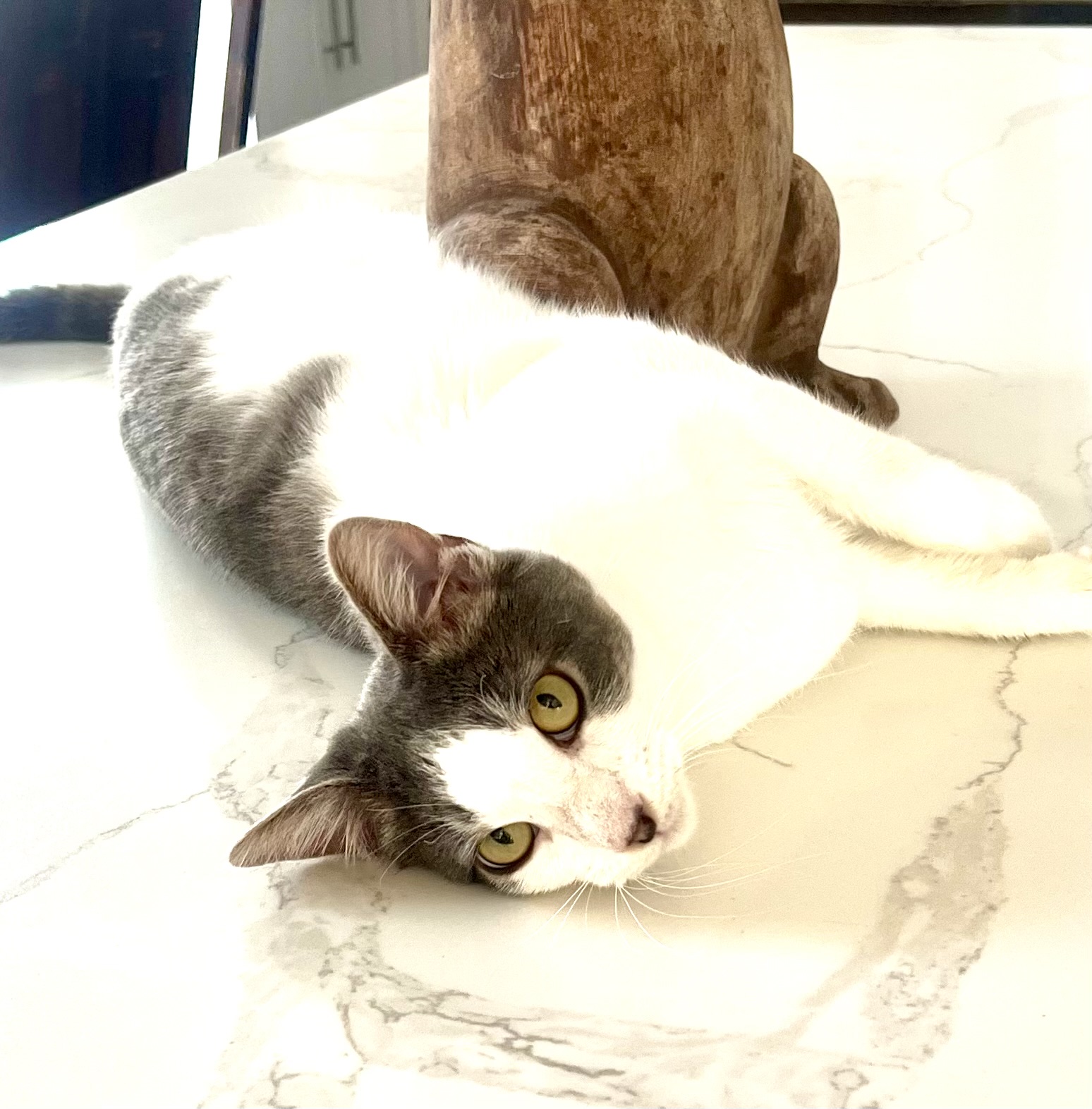 Milo, a Adoptable Domestic Short Hair in Garden Grove, CA image 4/6