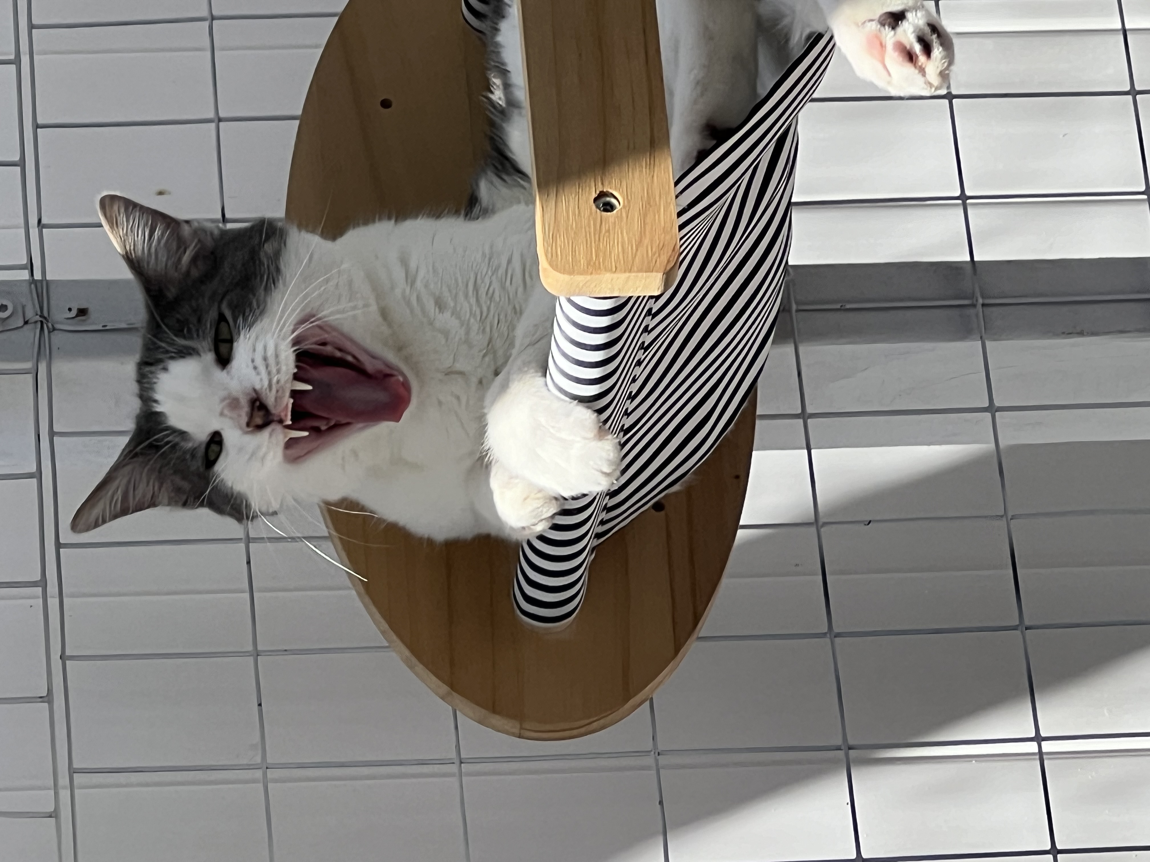 Milo, a Adoptable Domestic Short Hair in Garden Grove, CA image 5/6